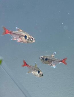 Gelbe Phantomsalmler-liebevolles Zuhause gesucht - Wesseling Zentrum