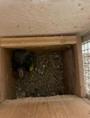 Junger Goldbugpapagei zu verkaufen in 83278