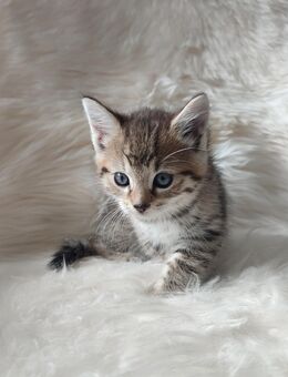 Mix-Kitten EKH+sibirische Katze - Prüm