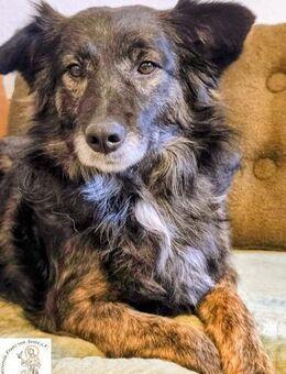 Medena die charmante Hündin - Kissing