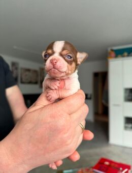 Chihuahua - Bad Säckingen