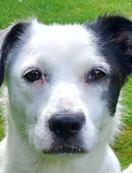 SUNNY-freundliche,hübsche Hündin,34 cm - Rösrath