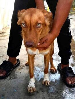 Unsichere Lezia: schüchtern, verträglich - Koblenz