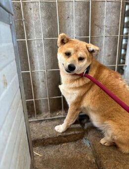 Arabesque PP Zarte Shiba Inu-Dame - Neustadt (Rübenberge)