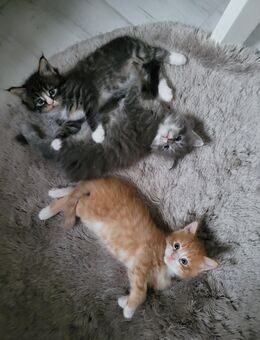 Maine Coon/ Norweger Mixe - Huy