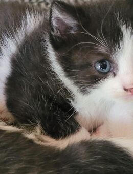 Katzenbaby - Mörfelden-Walldorf