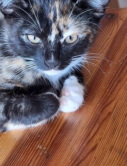 Baby Katzen Kitten - Hohenlockstedt