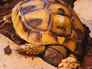 Griechische Landschildkröten - Langeln