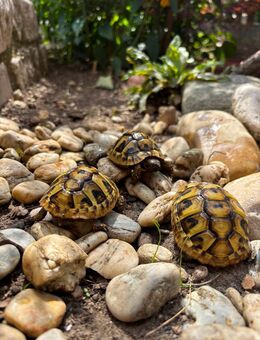 2 Griechische Landschildkröte Nachzucht 2024 - Penzing