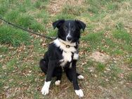Border Collie Mix Junghund Rüde "Benno" sucht ein Zuhause - Rethem (Aller) Zentrum