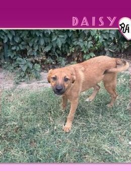 🩷 DAISY 🩷 - ZAUBERMAUS SUCHT IHR GLÜCK - Alfeld (Leine)