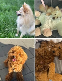 Toypudel-Zwergspitz-Pomeranian Welpen - Berlin Charlottenburg-Wilmersdorf