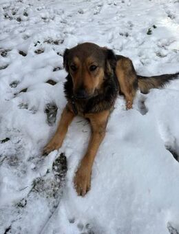 Nicole wartet auf Menschen für immer - Mönchengladbach