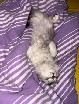 BLH Mischling - Neubrandenburg