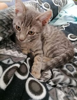 Bkh Mix kitten - Jüchen