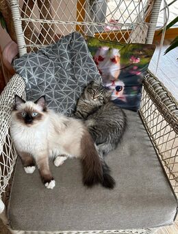 Neva Masquarade Norwegische Waldkatze Kitten Katzenbabys Kätzchen Kater Katze Susi & Chicco - Querfurt