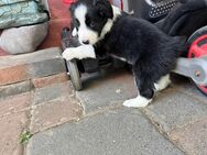 Border Collie Welpen - Köln