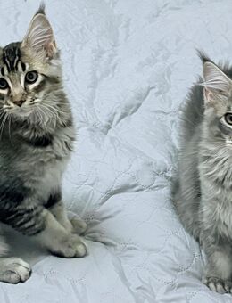 Reinrassig Maine Coon - Vechta