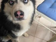 Sibirien, Husky, 2 Jahre alt - Hirschberg (Bergstraße)