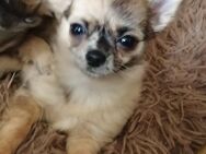 Chihuahuas - Trebur