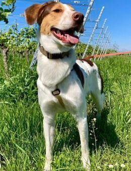 Eddy - muss wieder Vertrauen lernen - Krefeld