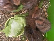 7 Kaninchen Babys abzugeben - Neuruppin