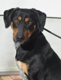 Bibbi sucht ein Zuhause - Elsenfeld