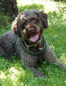 La-Cody - Lagotto Romagnolo - 5 Jahre - Tierhilfe Franken e.V. in 91207