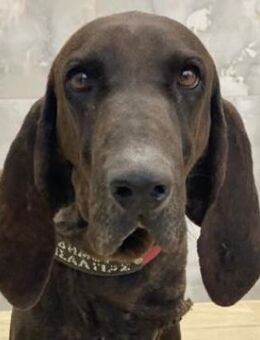 Lasko, geb. ca. 12/2022, GRIECHENLAND - Euskirchen