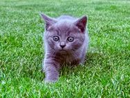 BKH Kitten, Kätzchen, British Kurzhaar - Königswartha