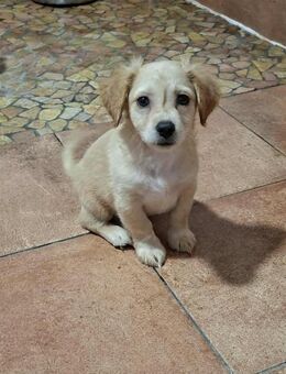 Anton . einfach nur süß und knuffig - Höchst (Odenwald)