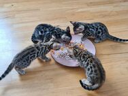 3x weibliche Bengalkatzen Babys - Essen