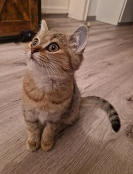 6 süße BKH Kitten abzugeben - Steinfurt