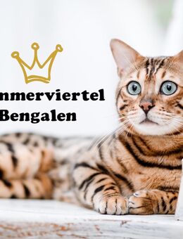 Prince Simba Bengal Deckkater ( Snow Träger) - Duisburg