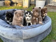 Zauberhafte Pomsky Welpen suchen ihr neues Zuhause! (ab 22.05.2025) - Hörstel