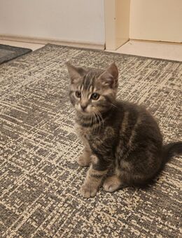 BKH-Mix Kitten - Wettenberg