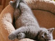 BKH Mietze Kitten abzugeben - Schönborn (Brandenburg)