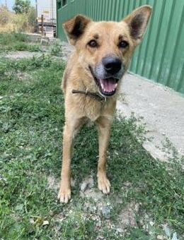 Molly sanft und still - Berlin