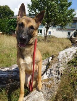 Xena sucht erfahrenes Zuhause🐕‍🦺💞 - Völklingen