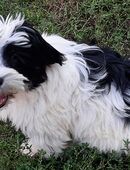 1süßer Havaneserwelpen sucht ein liebevolles Zuhause in 98630