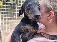 Mathilda - Zuhause mit ❤️ gesucht - Grevenbroich