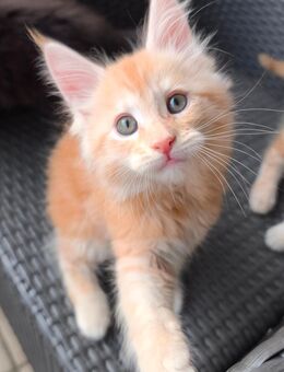Reinrassige Maine Coon Kitten - Baden-Baden