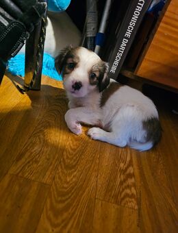 Jack russel Schäferhund welpen - Kelberg