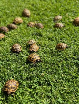 Maurische Landschildkröten (Testudo Greaca Iberia) Nachzuchten 2011-2024 aus Freilandhaltung - Leverkusen