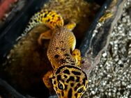 Leopardgecko mit Terrarium - Dortmund