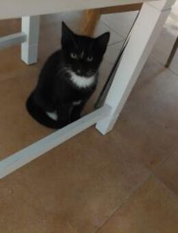 Kitten suchen Zuhause - Berlin