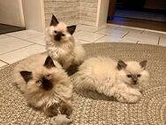 Reinrassige Ragdoll Kätzchen Katze Männchen Weibchen - Bitburg