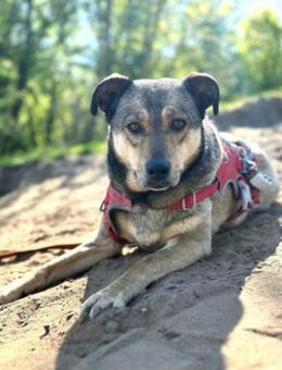 Mokka ist ein verschmuster Seelenhund! - Karben