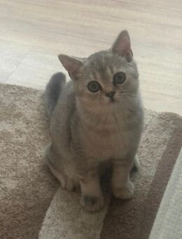 British Kurzhaar Katzen zum abgeben - Sulzbach-Rosenberg