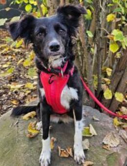 Libby im Tierheim Sulzbach - Bad Vilbel